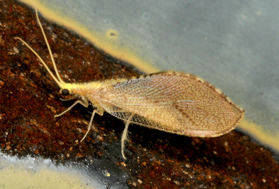 Berothidae: Isoscelipteron fulvum